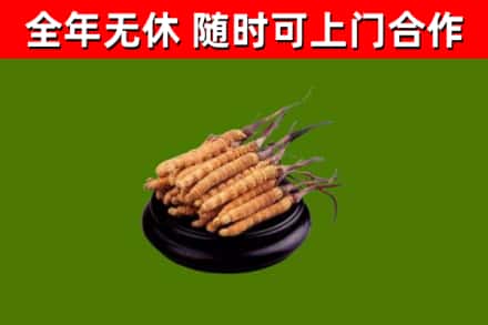 屯留区回收散虫草